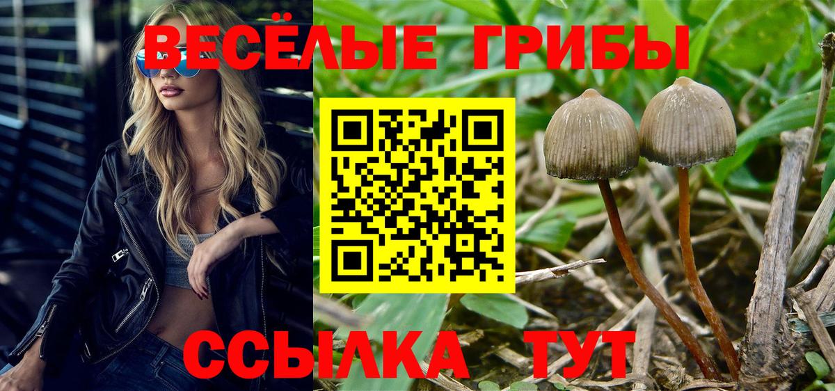 Галлюциногенные грибы Черняховск