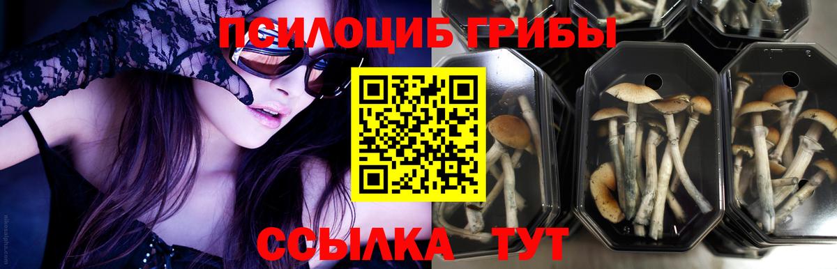 Псилоцибиновые грибы GOLDEN TEACHER  закладки  Черняховск  Вход с VPN 